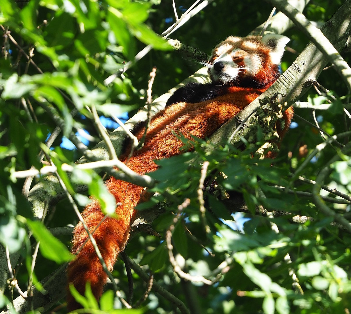Nepalese red panda (Ailurus fulgens), 2022-07-16