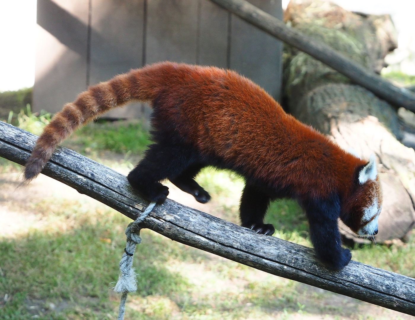 Nepalese red panda (Ailurus fulgens), 2022-07-16