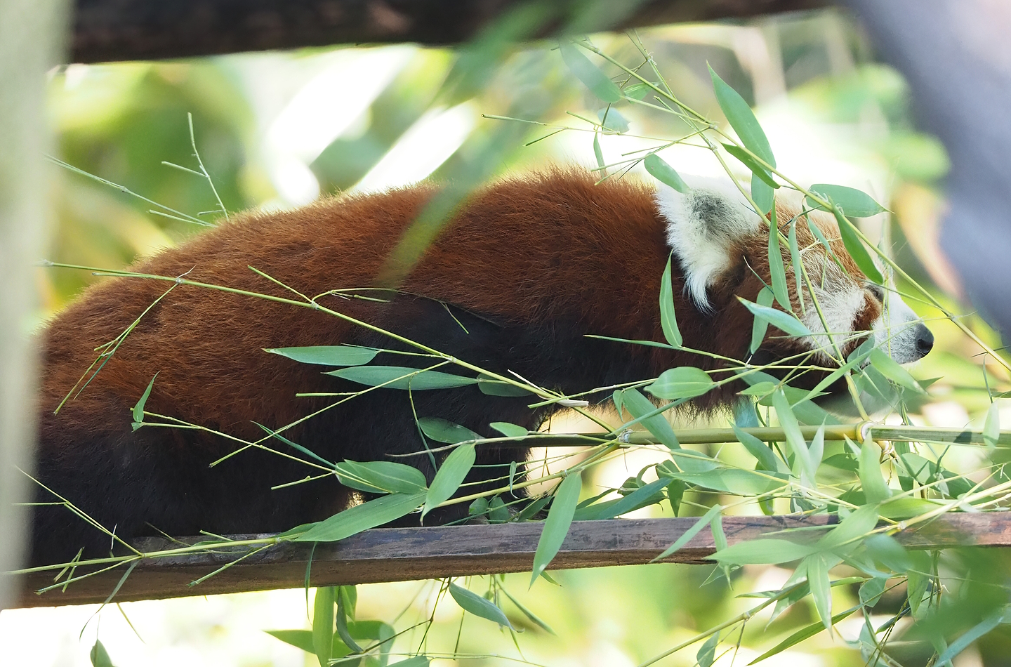 Nepalese red panda (Ailurus fulgens), 2022-09-12