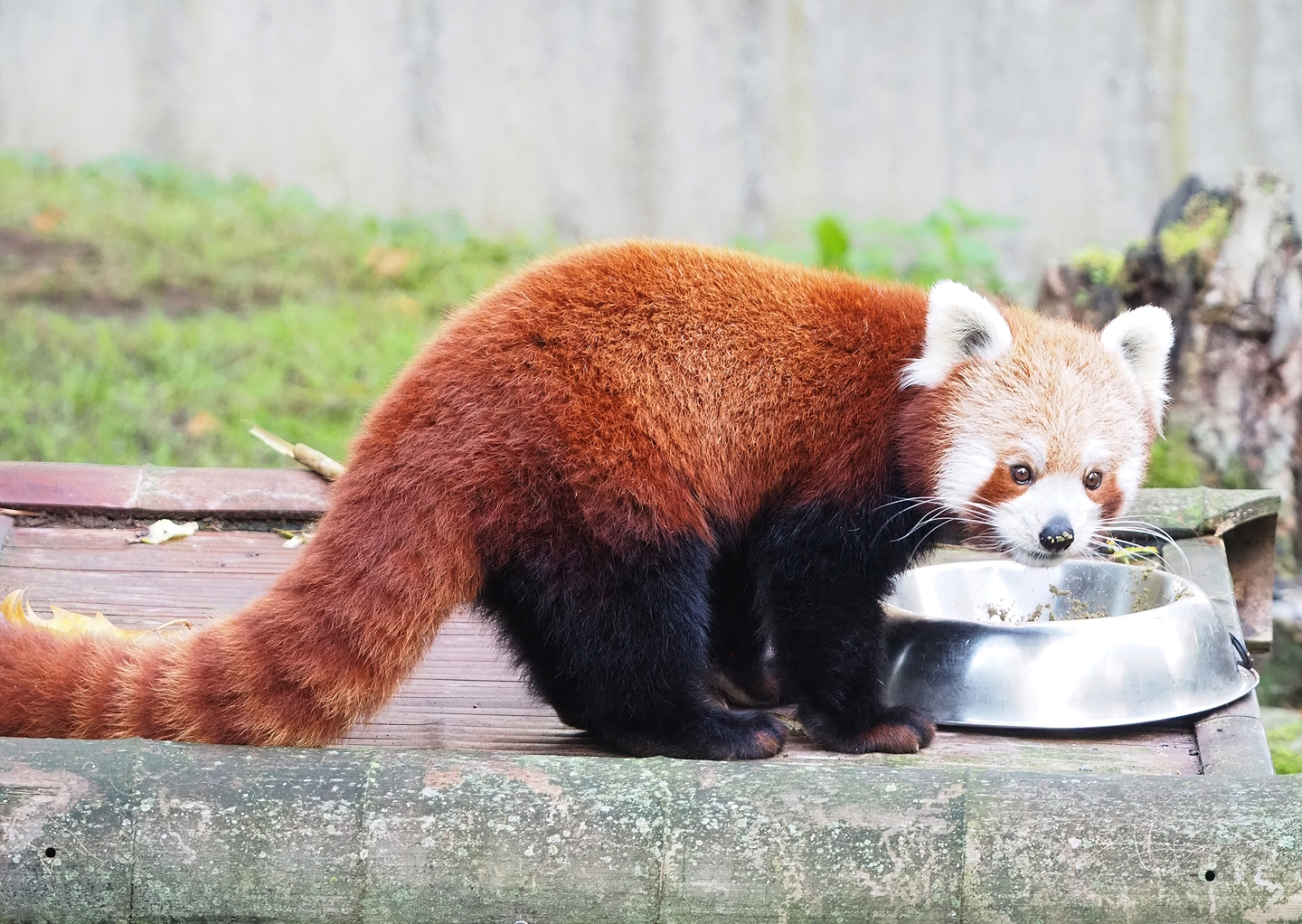 Nepalese red panda (Ailurus fulgens), 2022-10-19