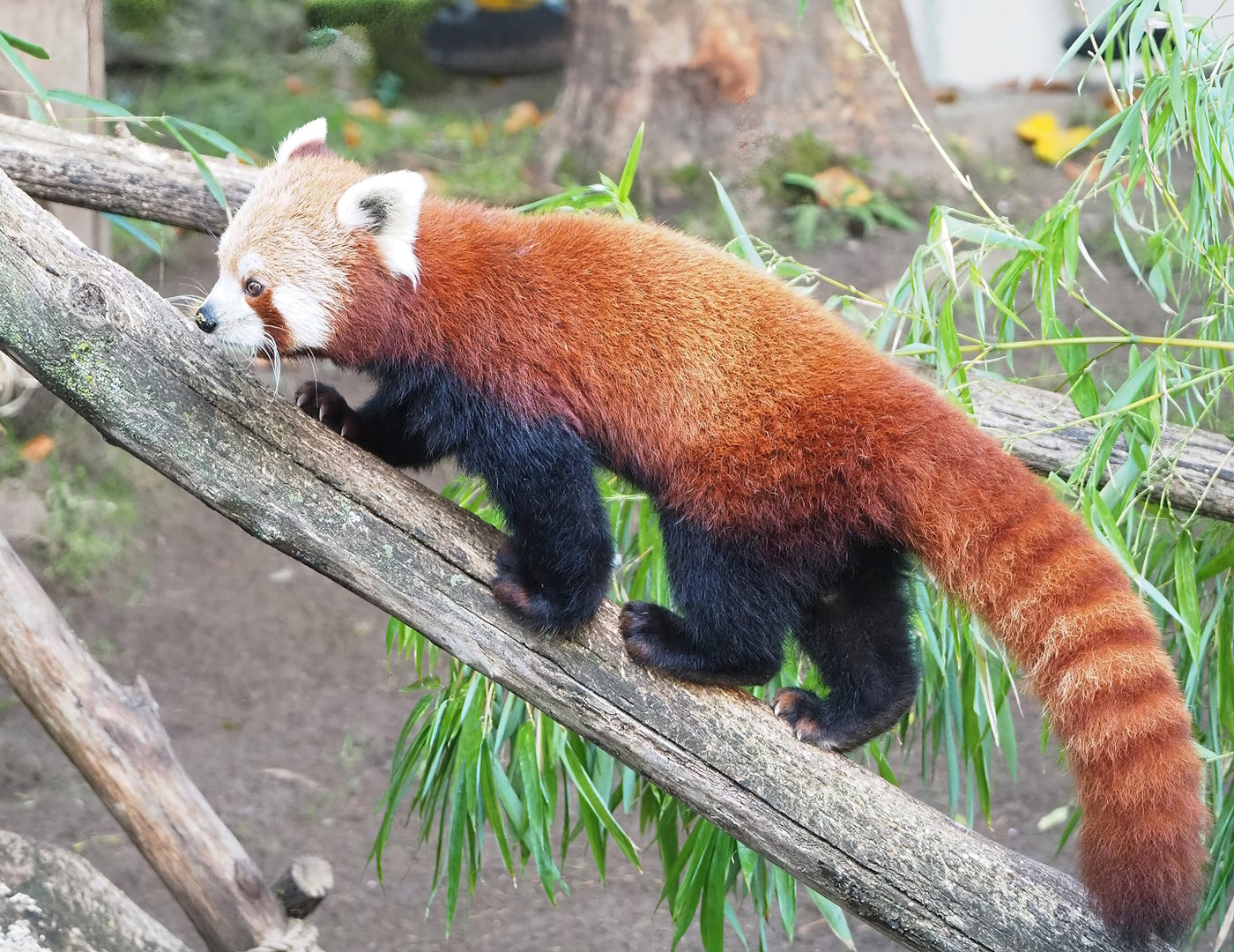 Nepalese red panda (Ailurus fulgens), 2022-10-19