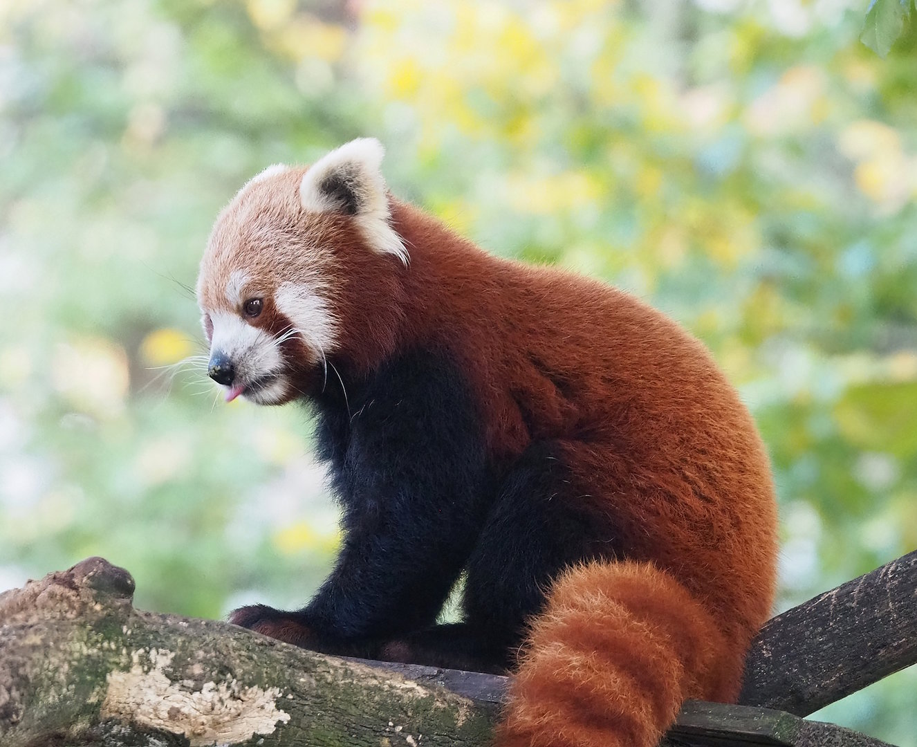Nepalese red panda (Ailurus fulgens), 2022-10-19