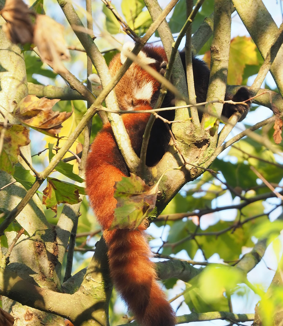 Nepalese red panda (Ailurus fulgens), 2022-11-12