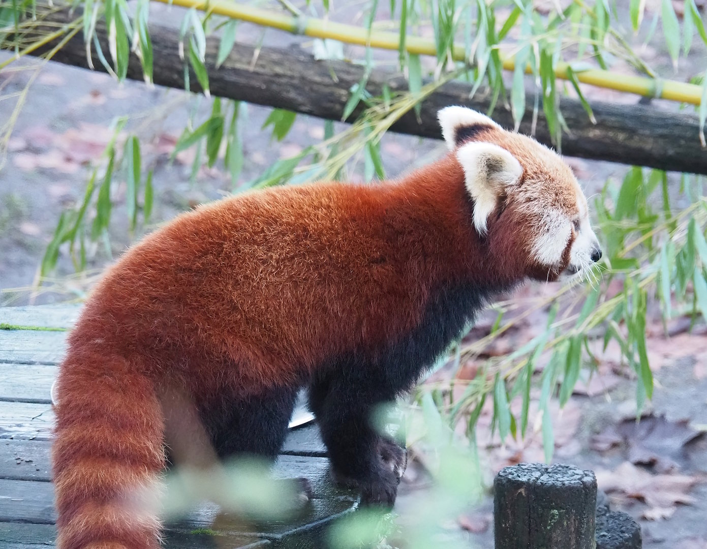 Nepalese red panda (Ailurus fulgens), 2022-12-27