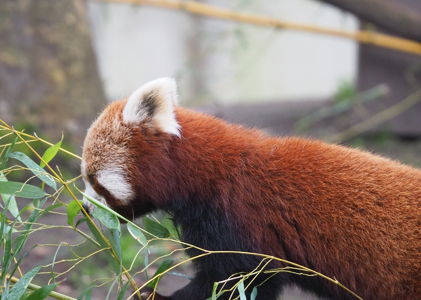 Nepalese red panda (Ailurus fulgens), 2023-02-19