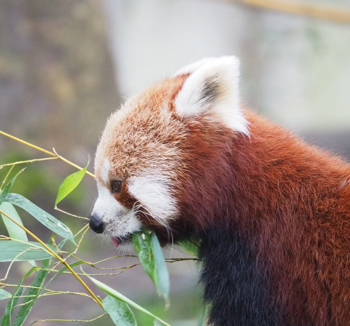 Nepalese red panda (Ailurus fulgens), 2023-02-19