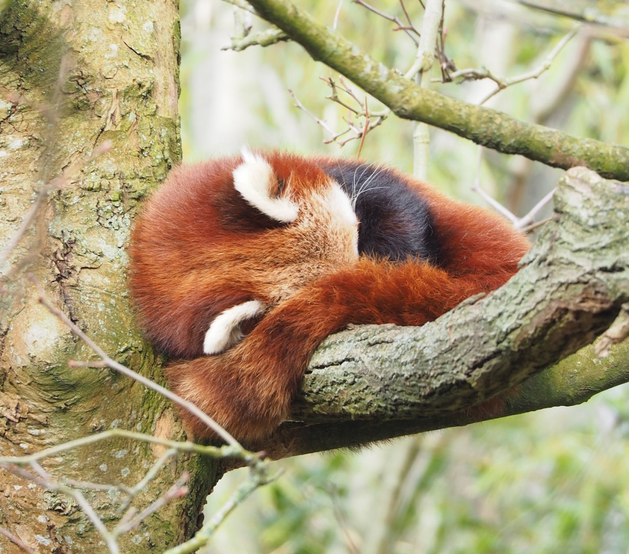 Nepalese red panda (Ailurus fulgens), 2023-03-28