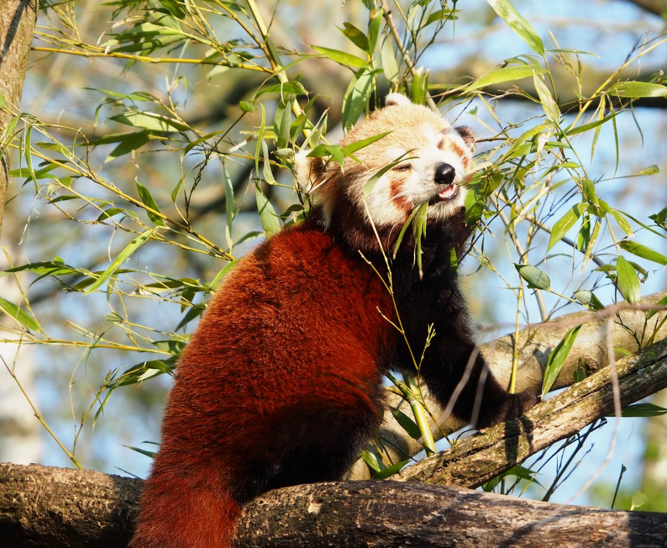 Nepalese red panda (Ailurus fulgens), 2023-04-18