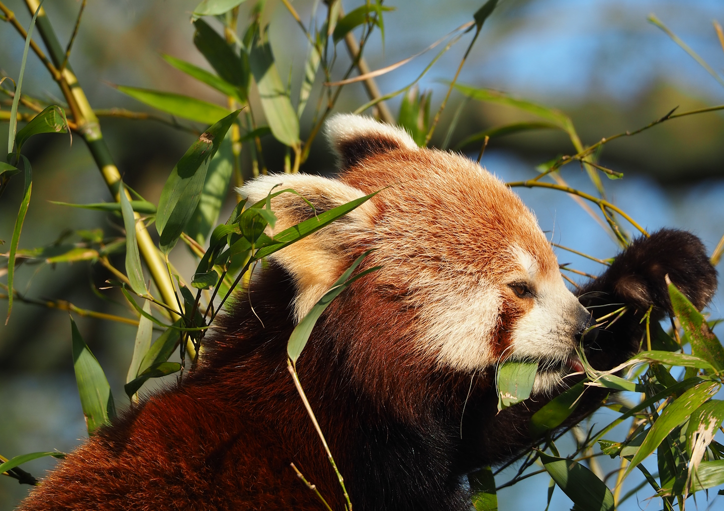Nepalese red panda (Ailurus fulgens), 2023-04-18