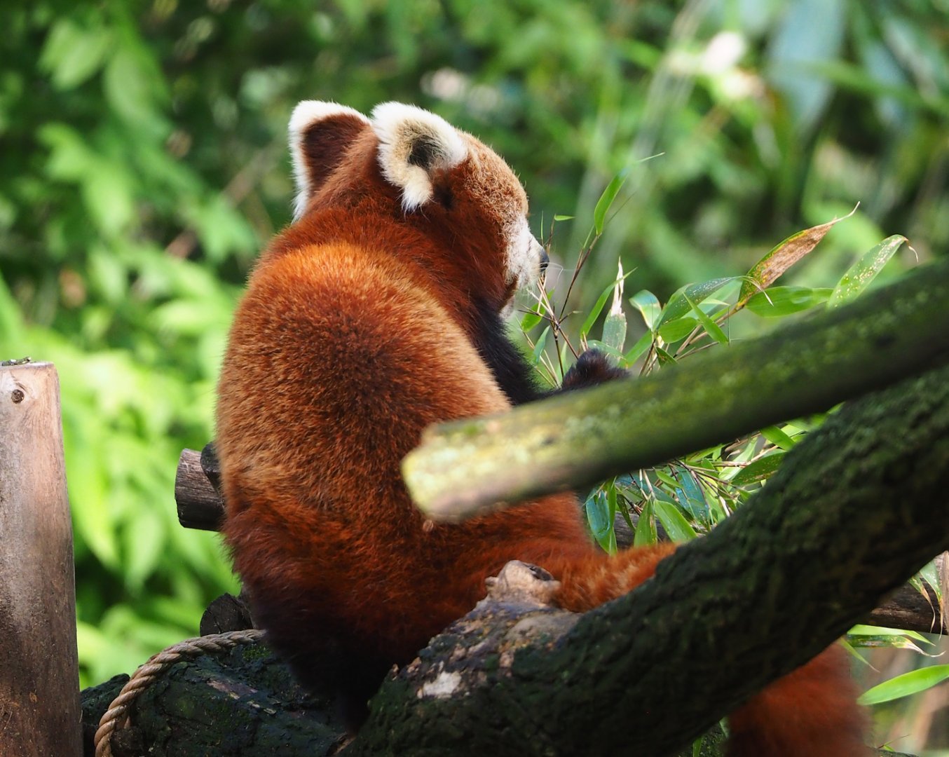 Nepalese red panda (Ailurus fulgens), 2023-05-13