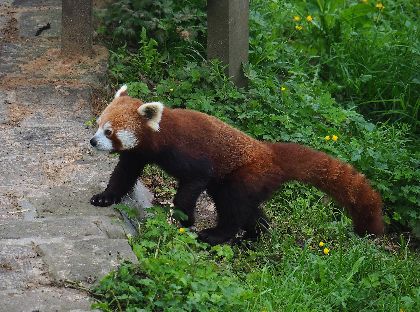 Nepalese red panda (Ailurus fulgens), 2023-05-15