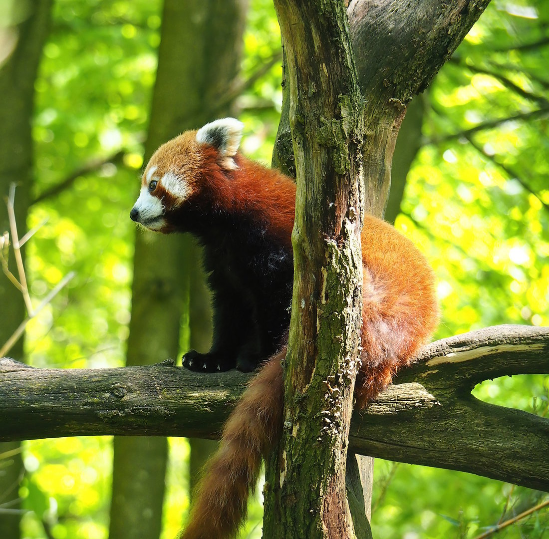 Nepalese red panda (Ailurus fulgens), 2023-05-19