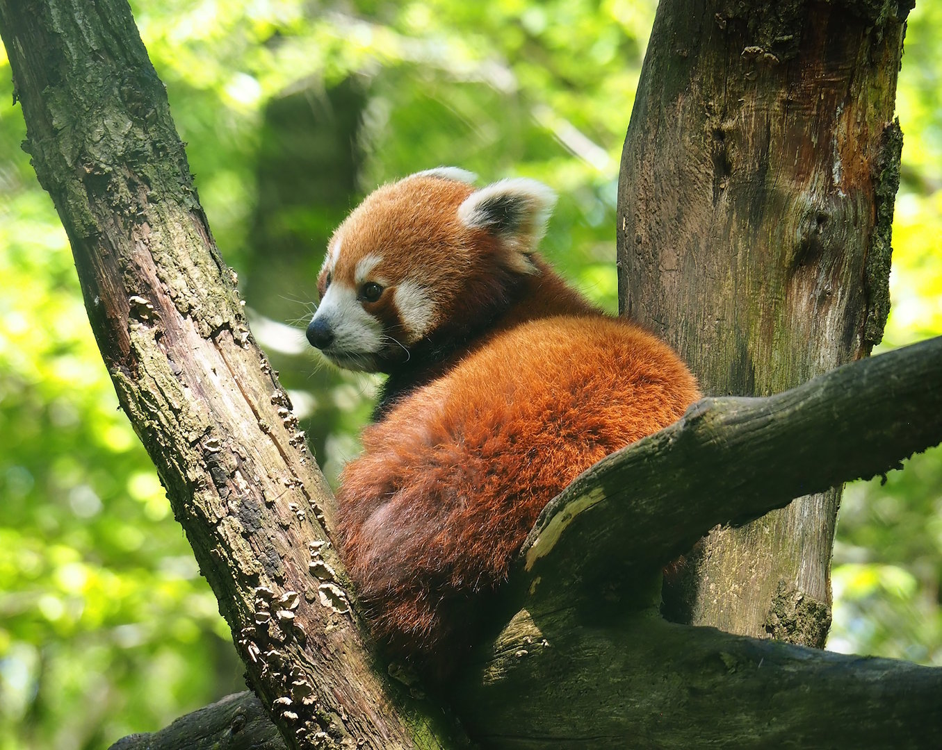 Nepalese red panda (Ailurus fulgens), 2023-05-19