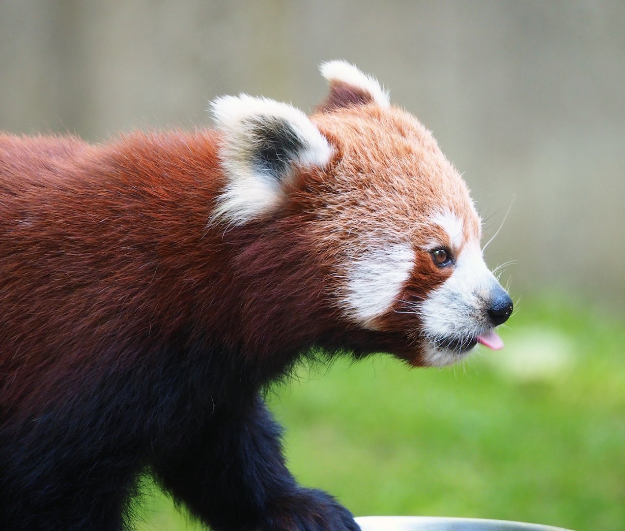 Nepalese red panda (Ailurus fulgens), 2023-06-04