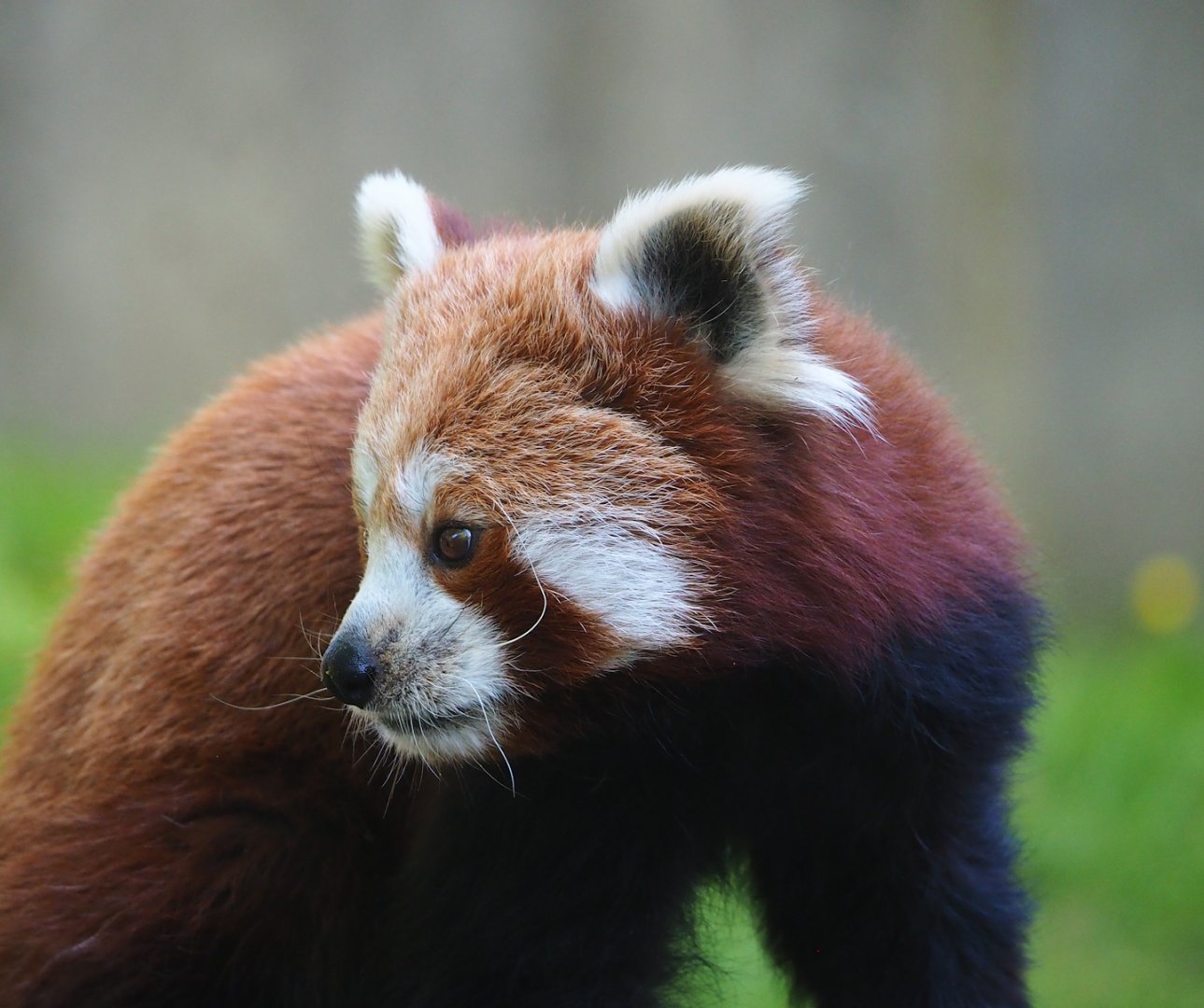 Nepalese red panda (Ailurus fulgens), 2023-06-04