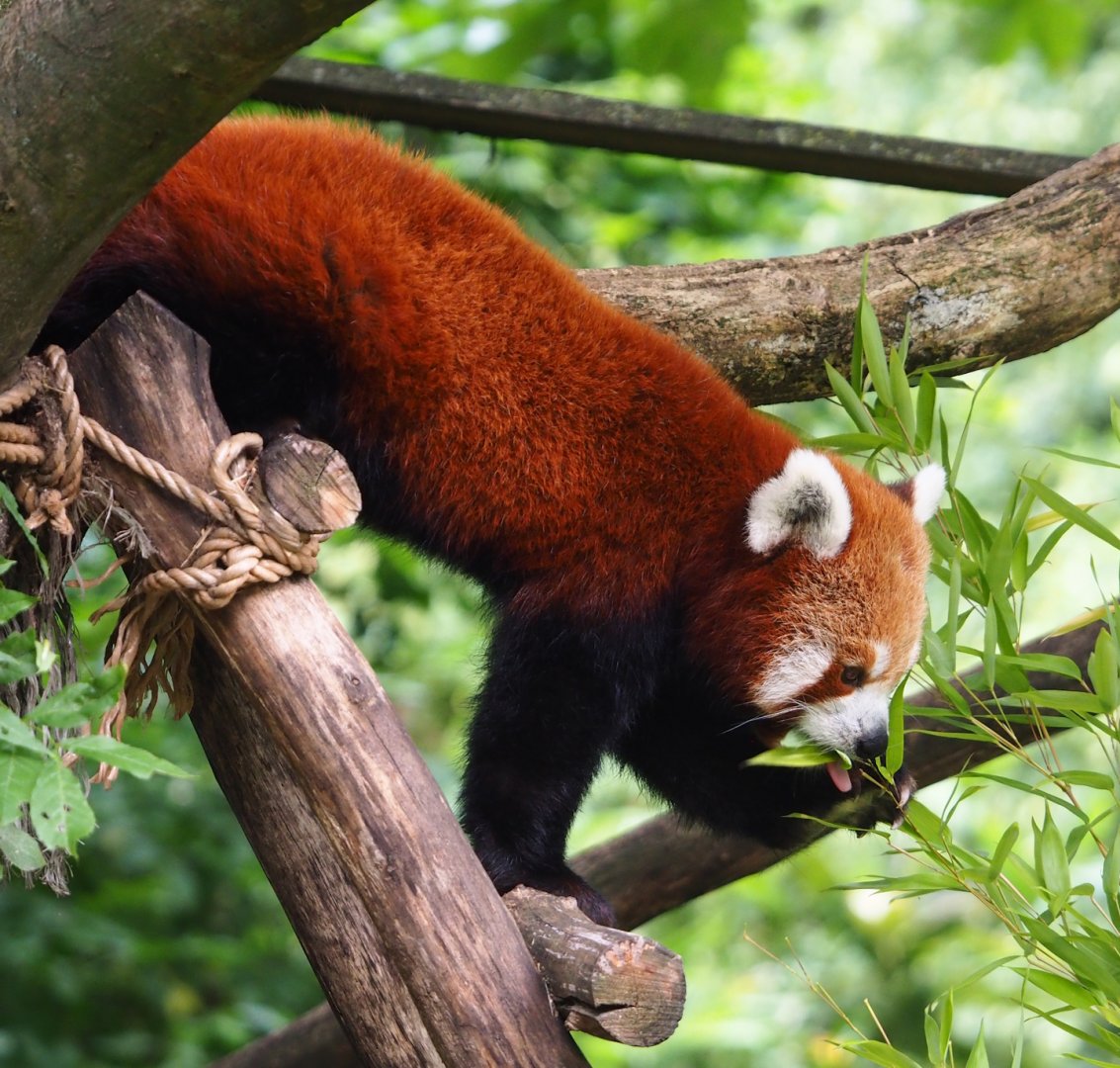Nepalese red panda (Ailurus fulgens), 2023-07-26