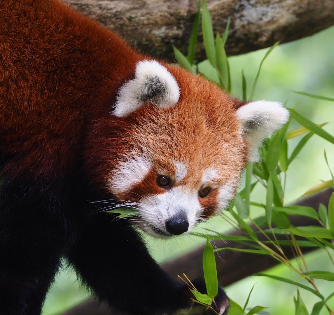Nepalese red panda (Ailurus fulgens), 2023-07-26
