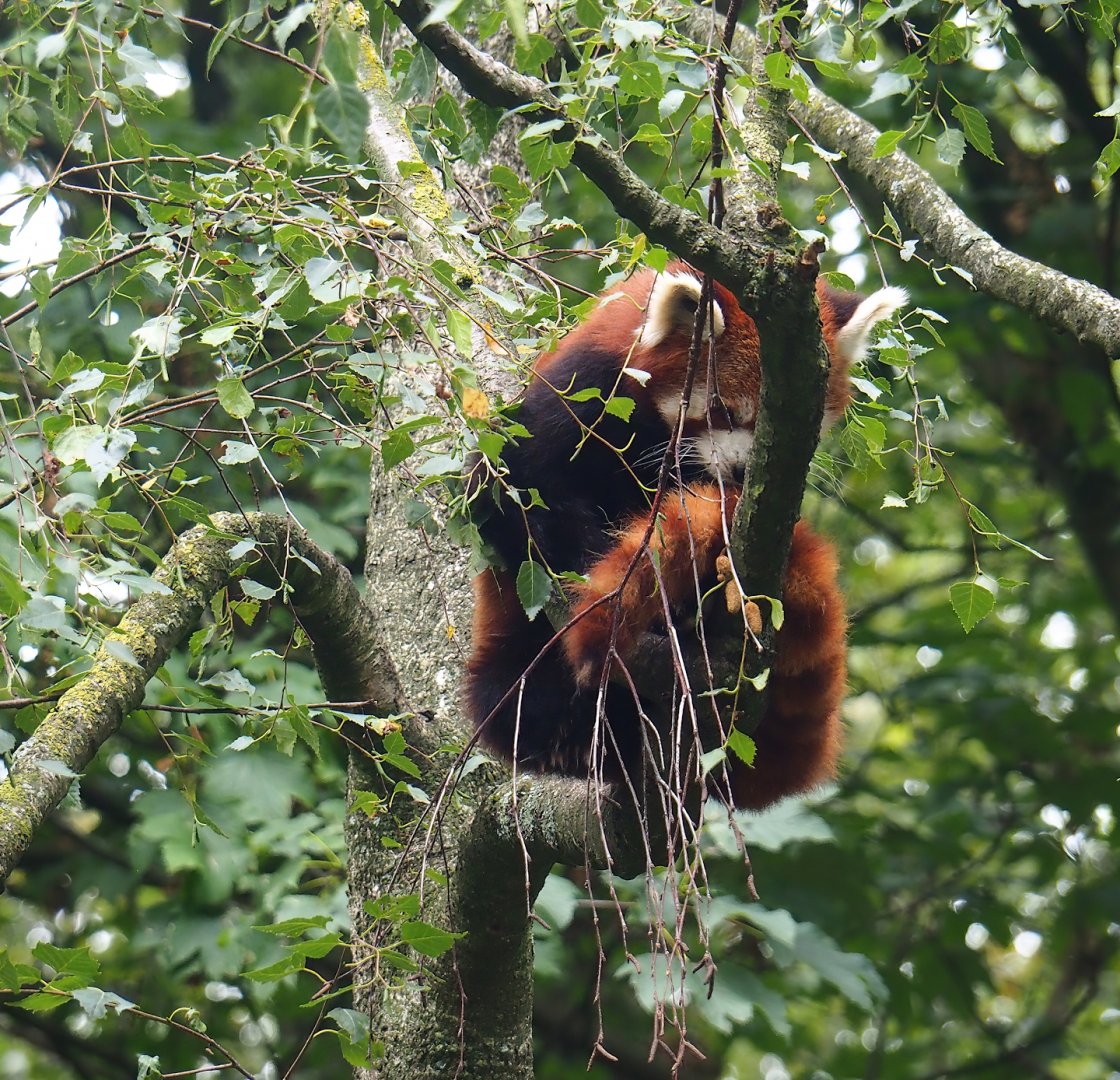Nepalese red panda (Ailurus fulgens), 2023-08-17