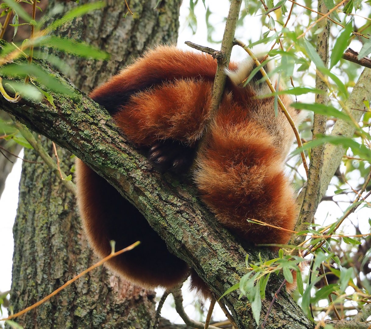 Nepalese red panda (Ailurus fulgens), 2023-10-13