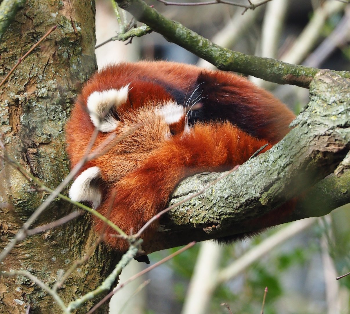 Nepalese red panda (Ailurus fulgens), 2024-03-04