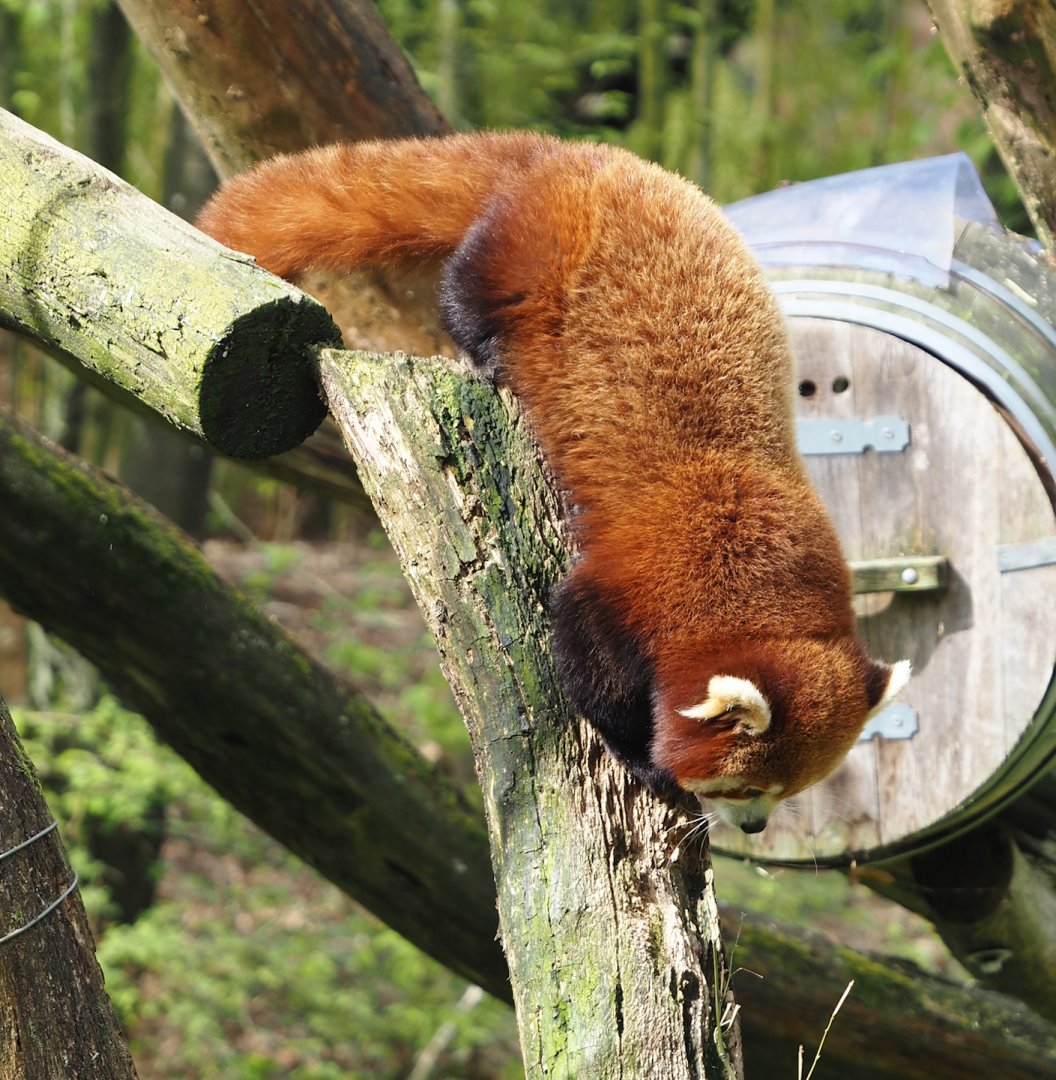 Nepalese red panda (Ailurus fulgens), 2024-04-06