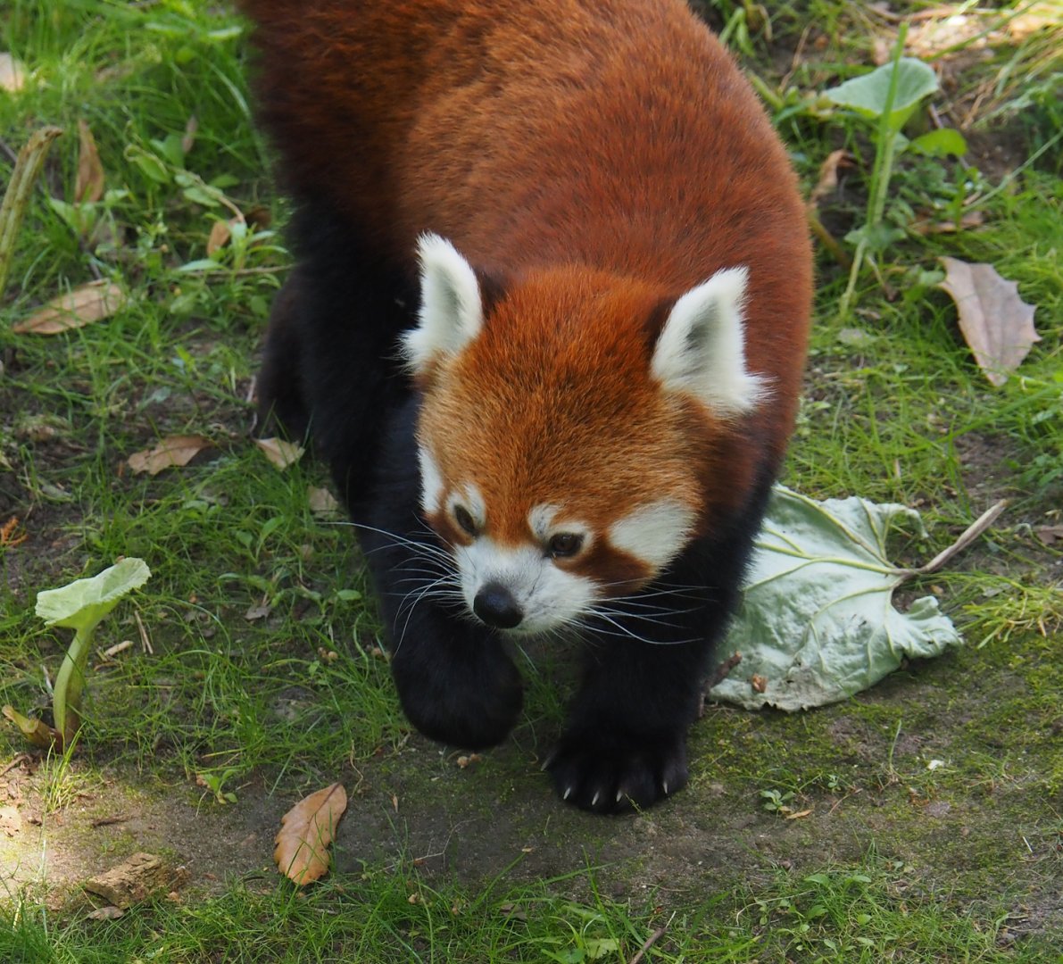 Nepalese red panda (Ailurus fulgens), 2024-06-30