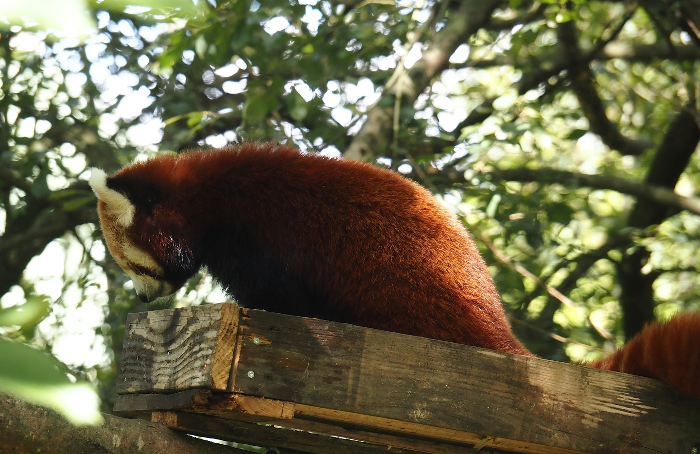 Nepalese red panda (Ailurus fulgens), 2024-08-21