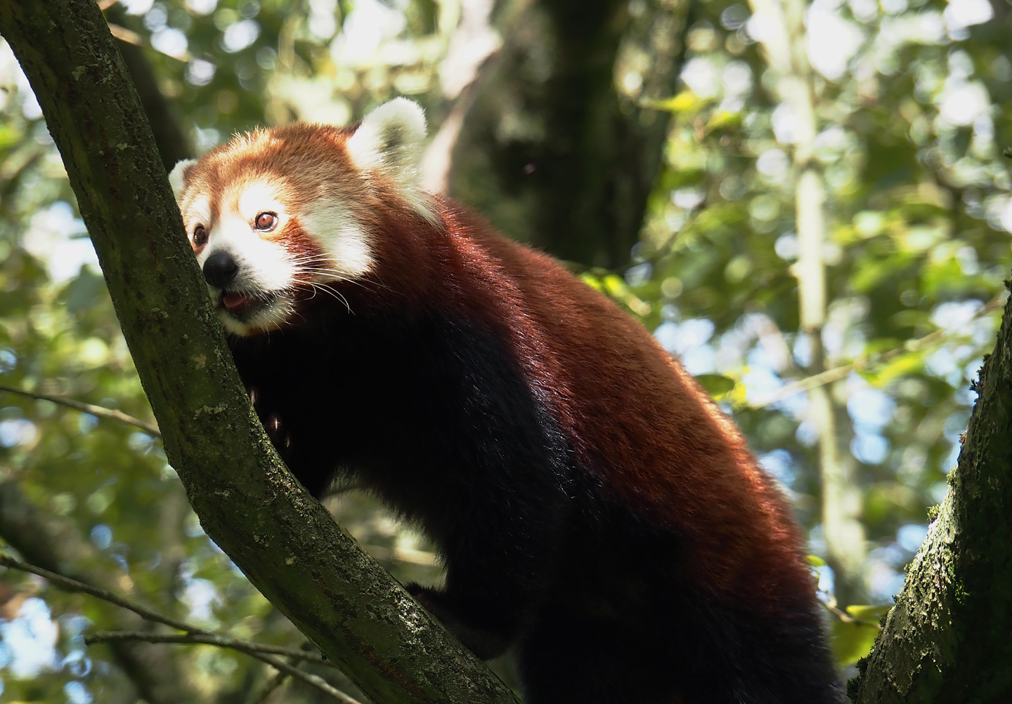 Nepalese red panda (Ailurus fulgens), 2024-08-21