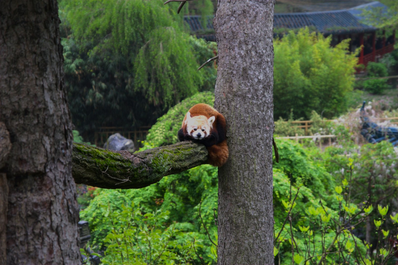 Nepalese Red Panda (Ailurus fulgens), 24-04-25