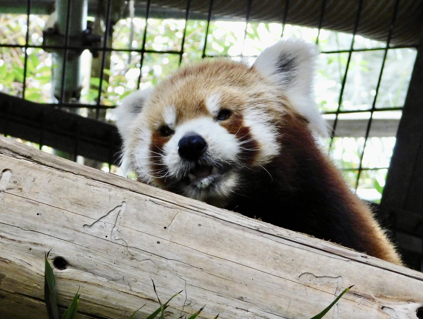 Nepalese Red Panda (Ailurus fulgens fulgens) December 6, 2025
