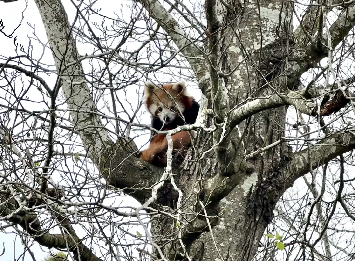 Nepalese red panda (Ailurus fulgens fulgens)