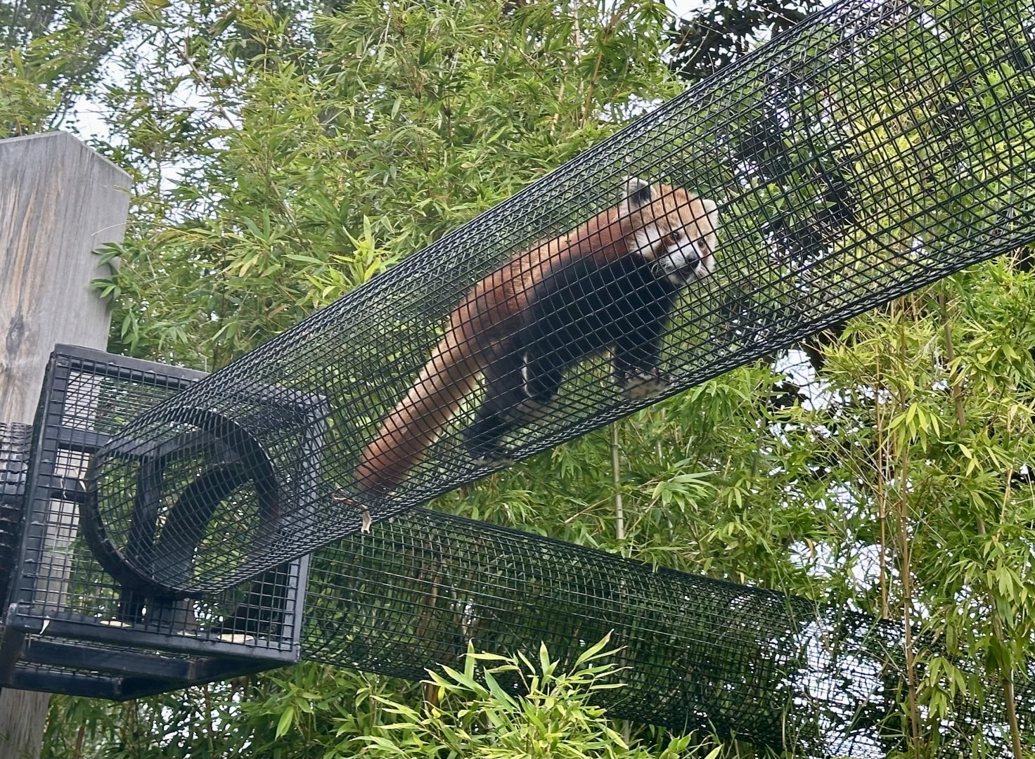 Nepalese red panda (Ailurus fulgens fulgens)