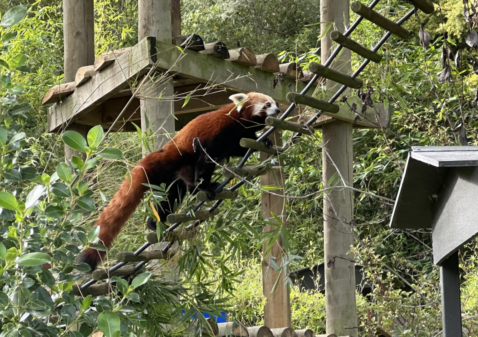 Nepalese red panda (Ailurus fulgens fulgens)