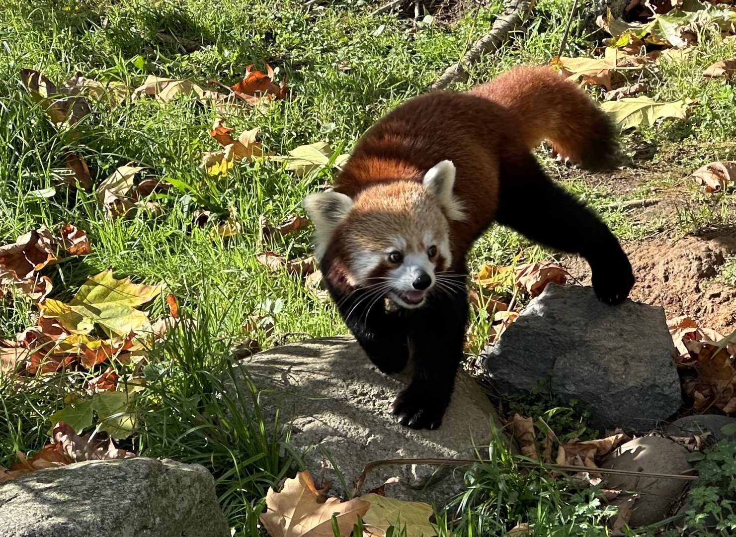 Nepalese red panda (Ailurus fulgens fulgens)