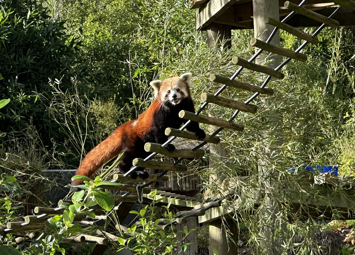 Nepalese red panda (Ailurus fulgens fulgens)