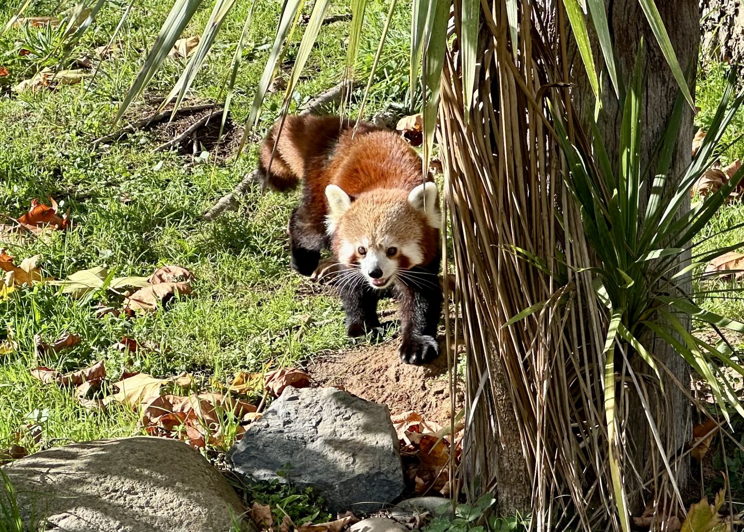 Nepalese red panda (Ailurus fulgens fulgens)