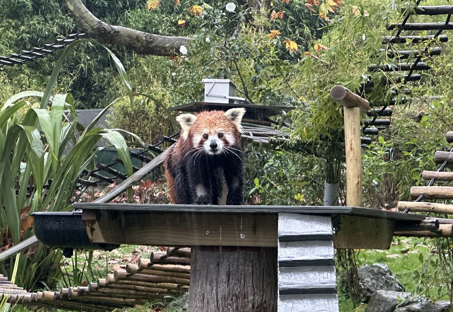 Nepalese red panda (Ailurus fulgens fulgens)
