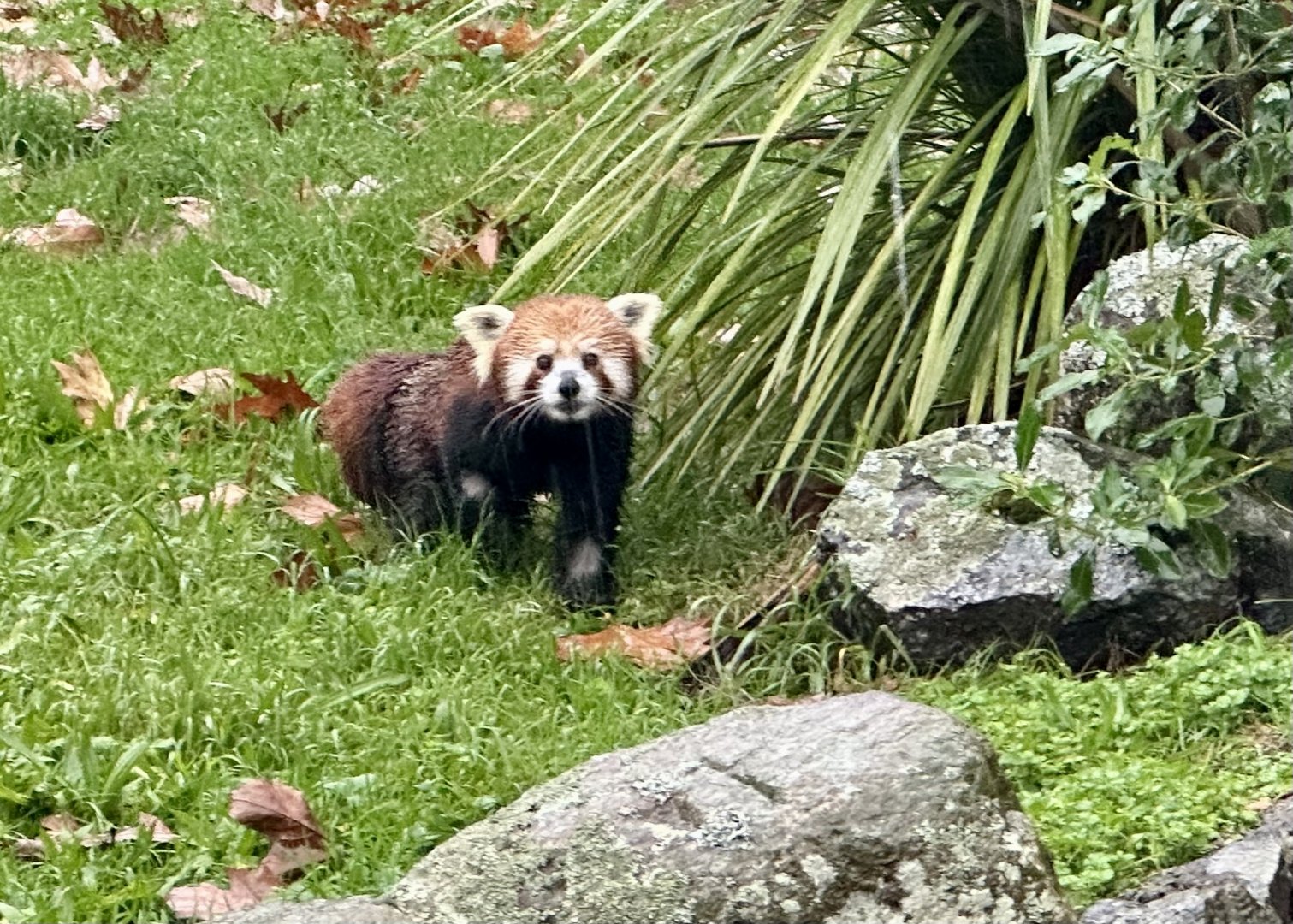Nepalese red panda (Ailurus fulgens fulgens)