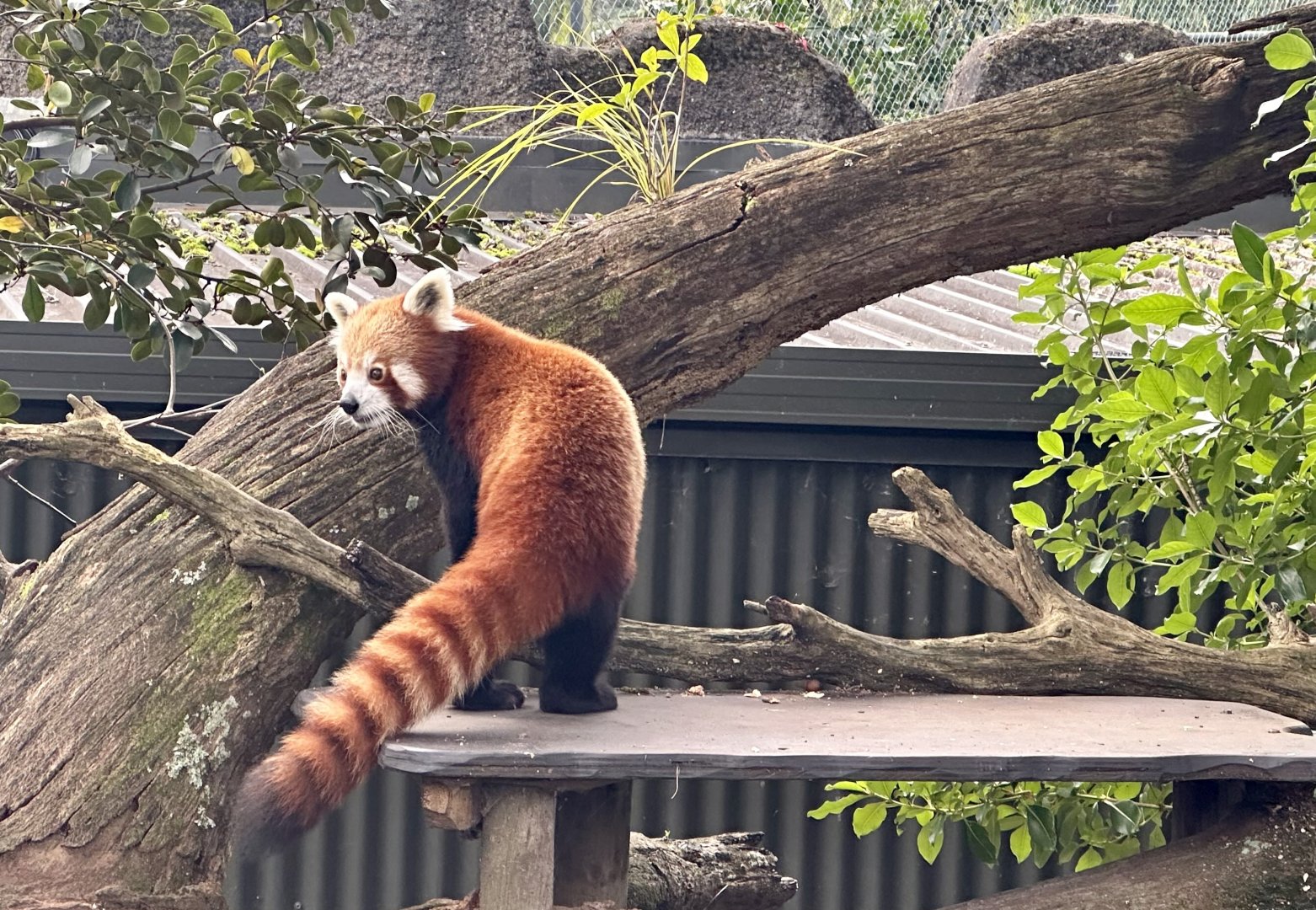 Nepalese red panda (Ailurus fulgens fulgens)