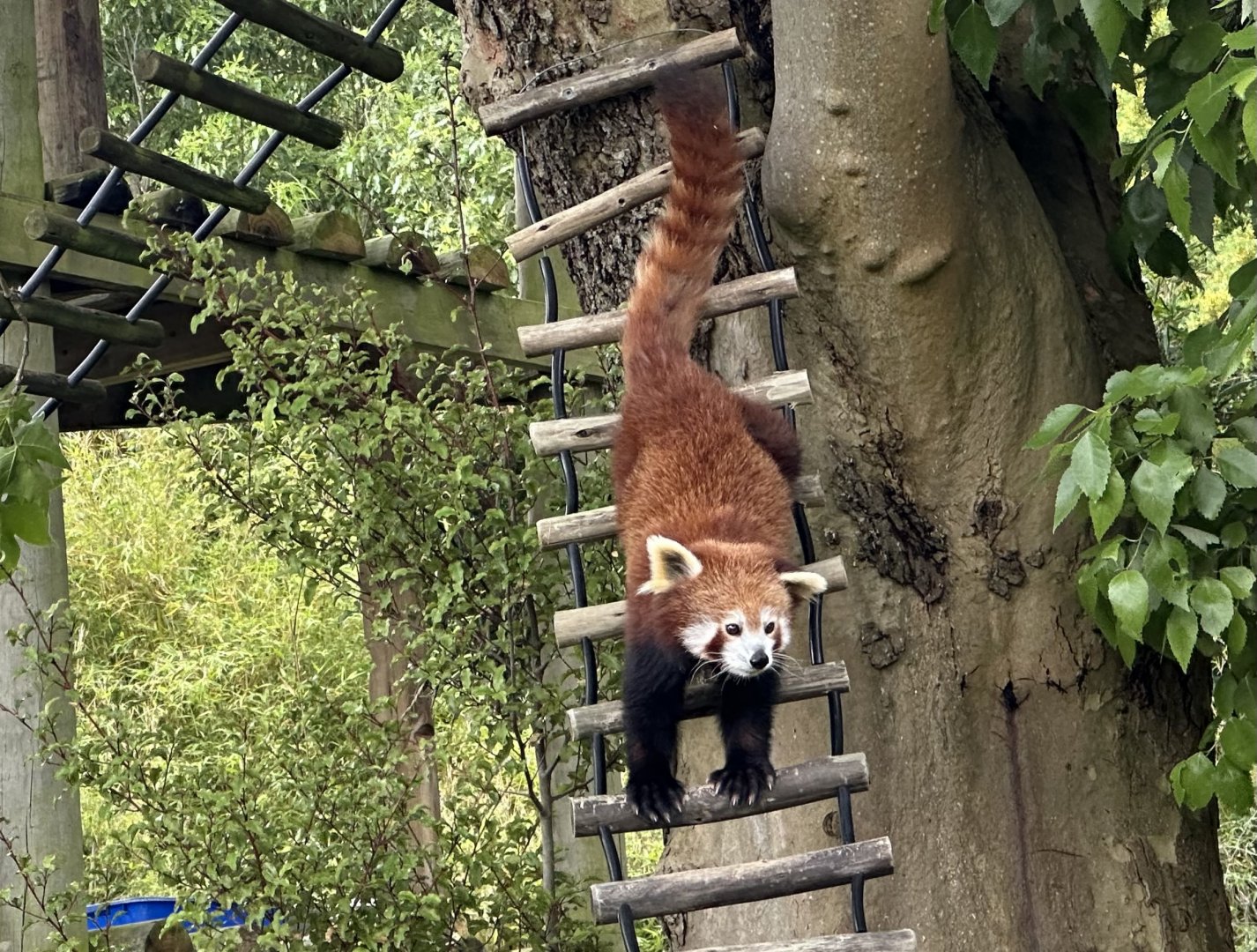 Nepalese red panda (Ailurus fulgens fulgens)
