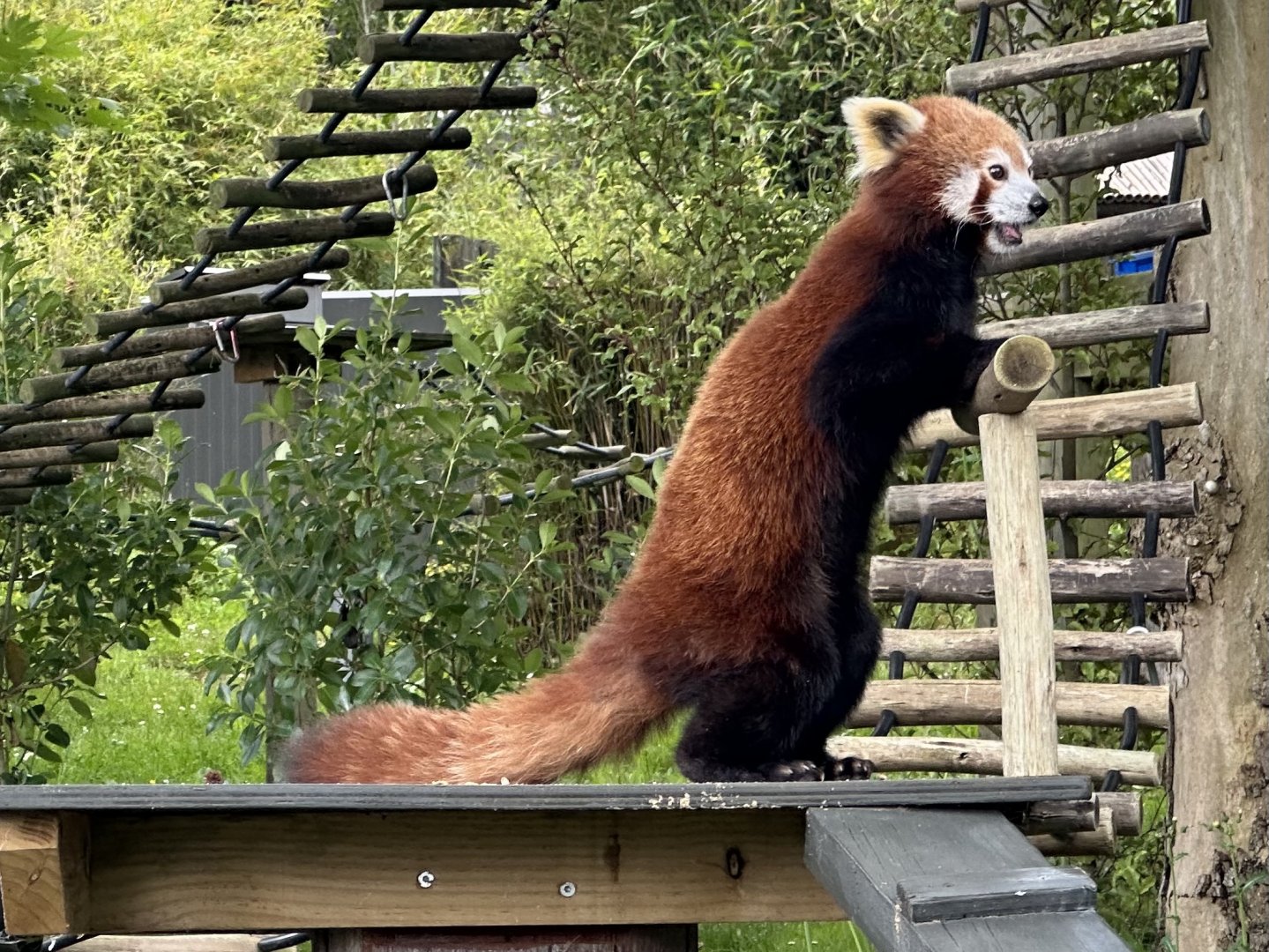 Nepalese red panda (Ailurus fulgens fulgens)
