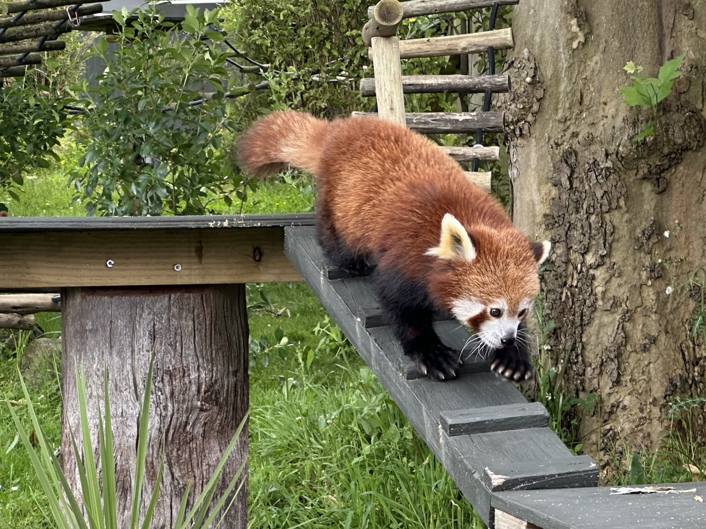 Nepalese red panda (Ailurus fulgens fulgens)