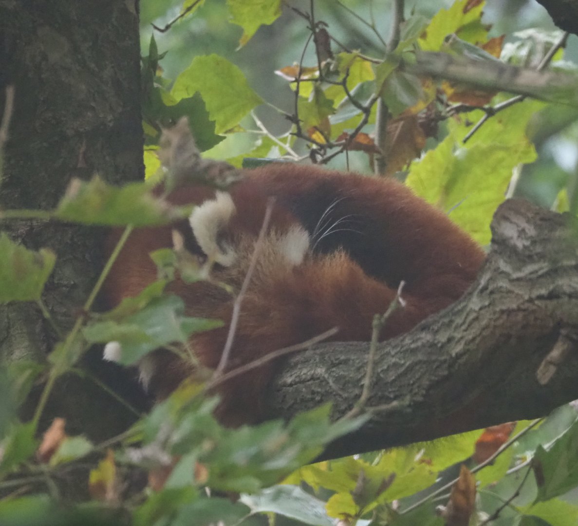 Nepalese red panda (Ailurus fulgens) sleeping in a tree, 2021-10-10