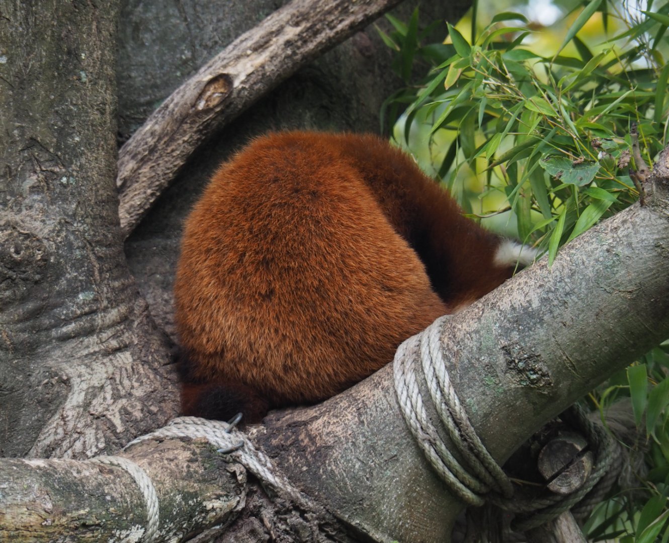 Nepalese red panda (Ailurus fulgens) sleeping in tree, 2020-10-19