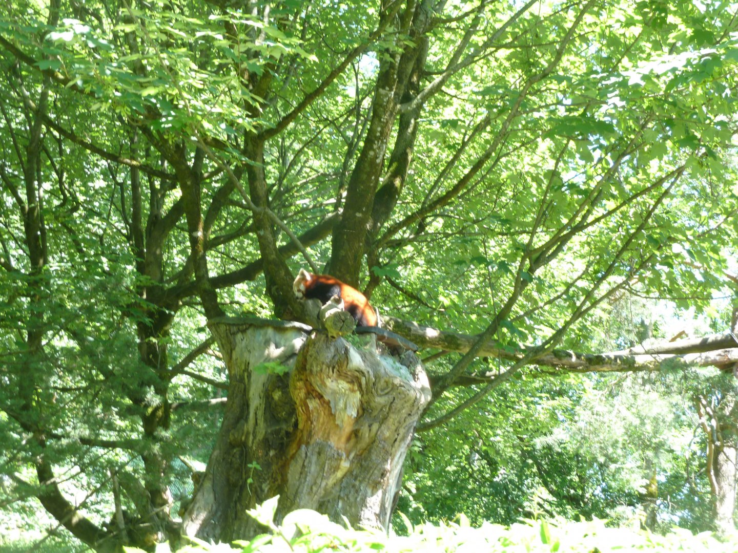 Nepalese red panda - Ailurus fulgens