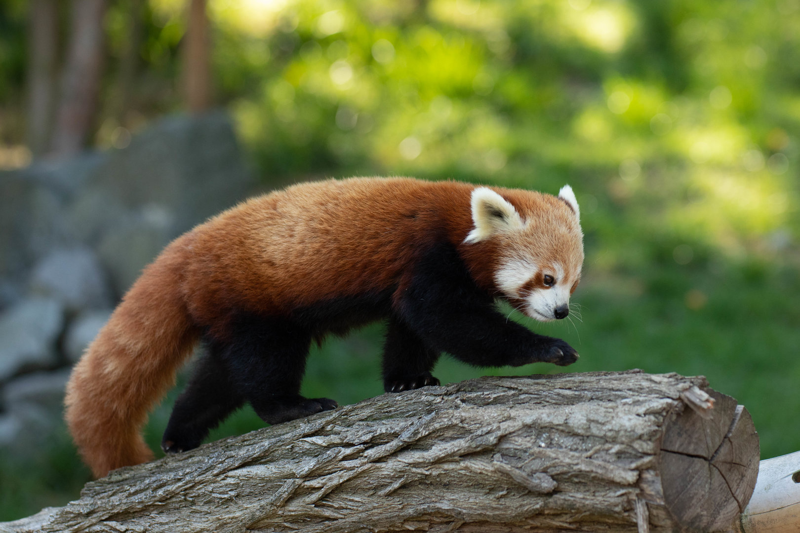 Nepalese red panda (Ailurus fulgens)