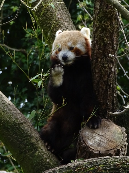 Nepalese red panda (Ailurus fulgens)