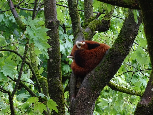 Nepalese red panda (Ailurus fulgens)