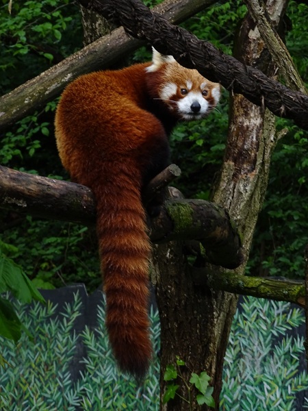 Nepalese red panda (Ailurus fulgens)