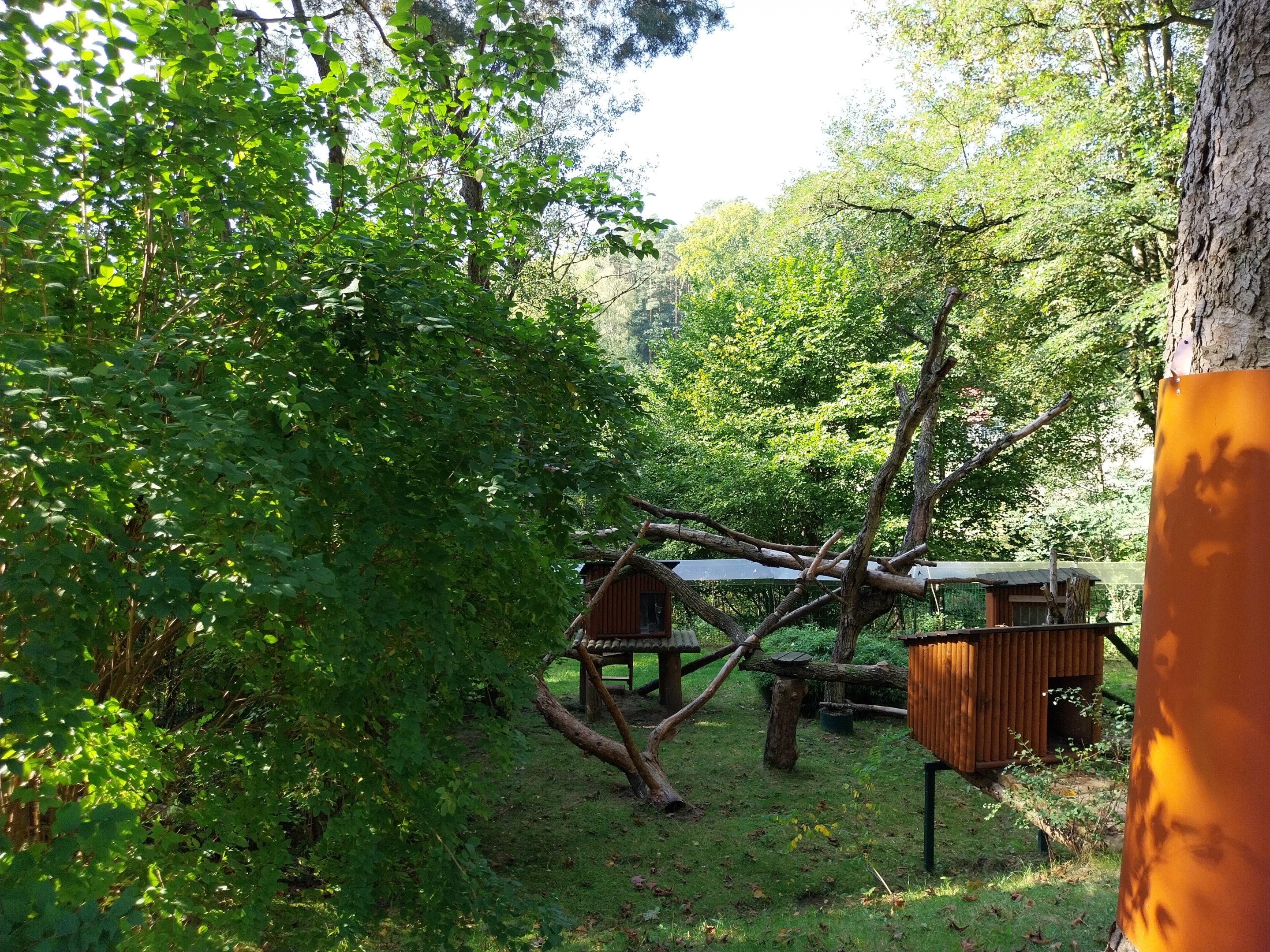 Nepalese Red Panda (Ailurus fulgens)